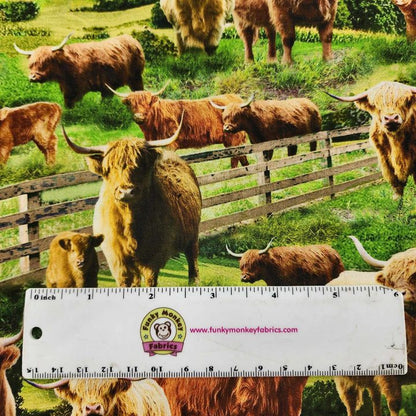 Highland Cows - Timeless Treasures Cotton (CD3076-multi)