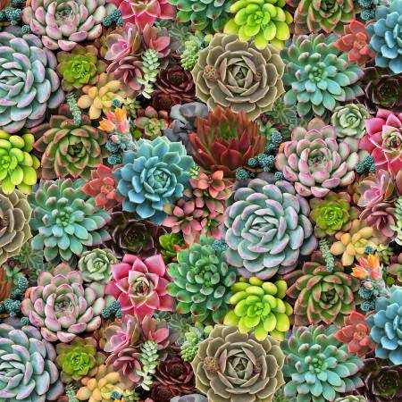 Multi Succulents Packed - Elizabeth's Studio Cotton