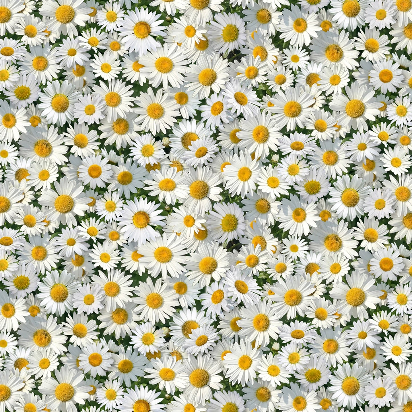 White Daisies - Elizabeth's Studio Cotton