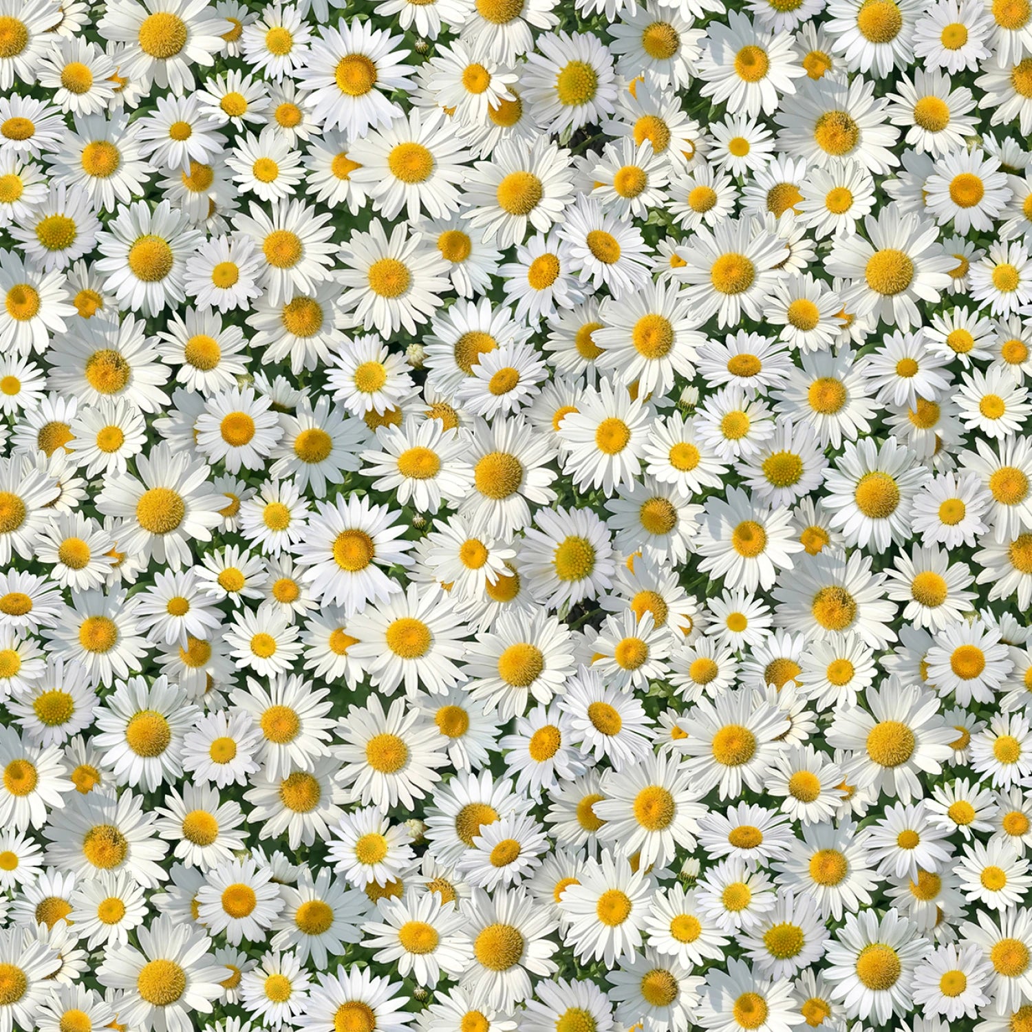 White Daisies - Elizabeth's Studio Cotton