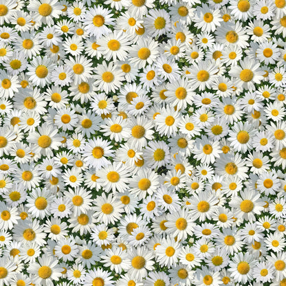 White Daisies - Elizabeth's Studio Cotton