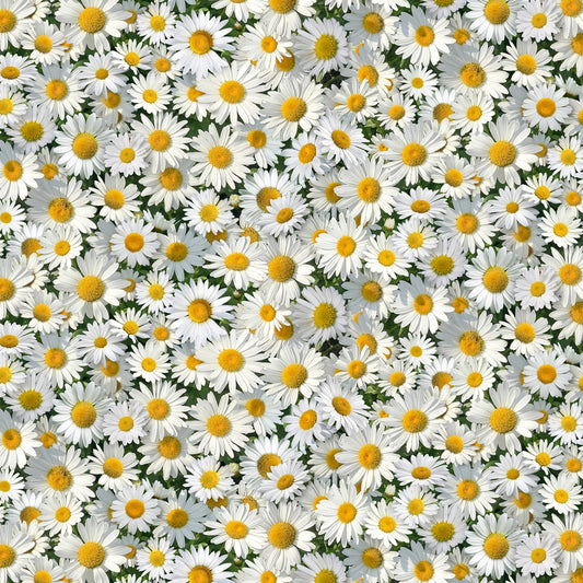 White Daisies - Elizabeth's Studio Cotton