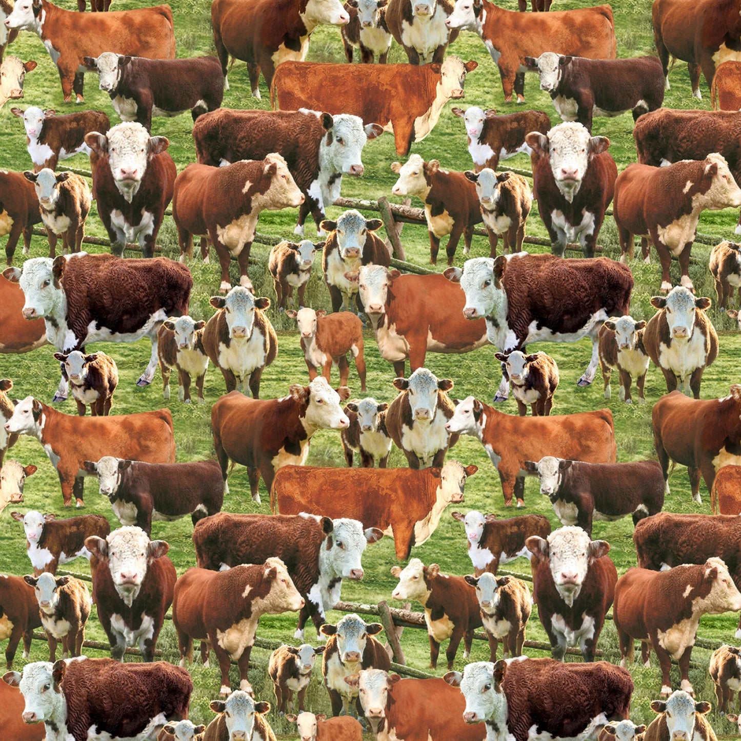 Hereford Cows In A Corral - Timeless Treasures Cotton