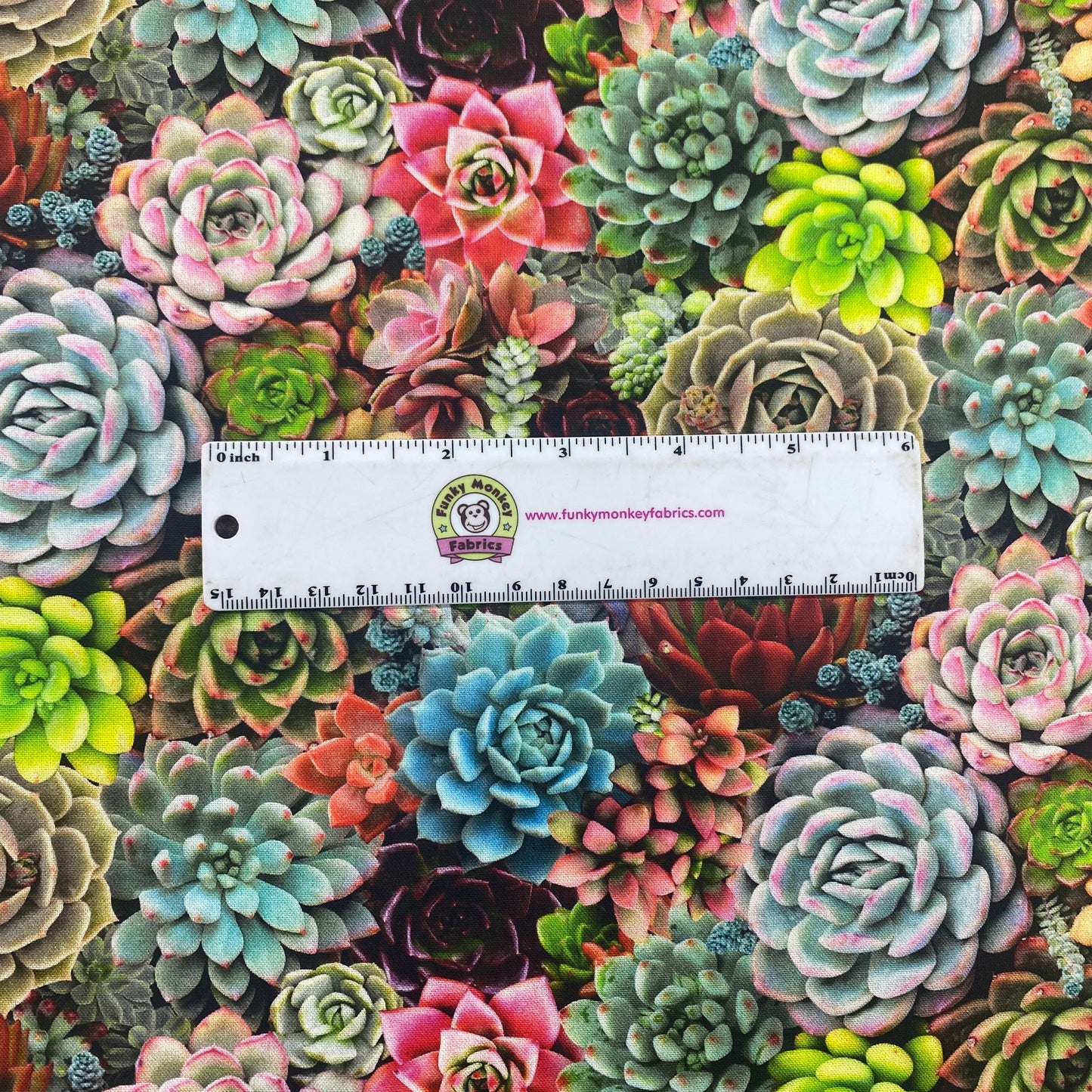 Multi Succulents Packed - Elizabeth's Studio Cotton