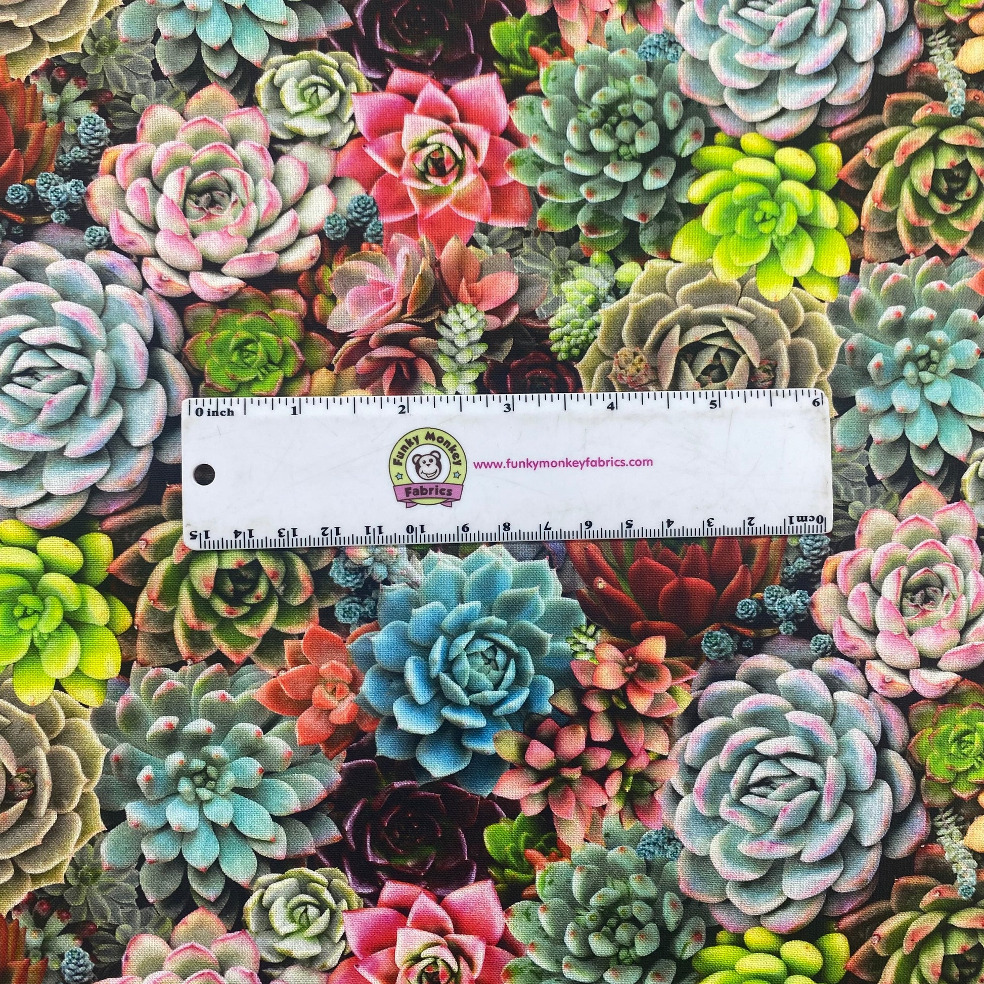 Multi Succulents Packed - Elizabeth's Studio Cotton
