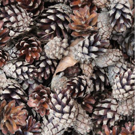 CLEARANCE Tree Farm Russet Pinecones - Hoffman Fabrics